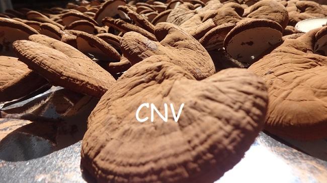 Nấm linh chi đỏ thái lát CNV 500g (Xích chi Việt Nam tự trồng)