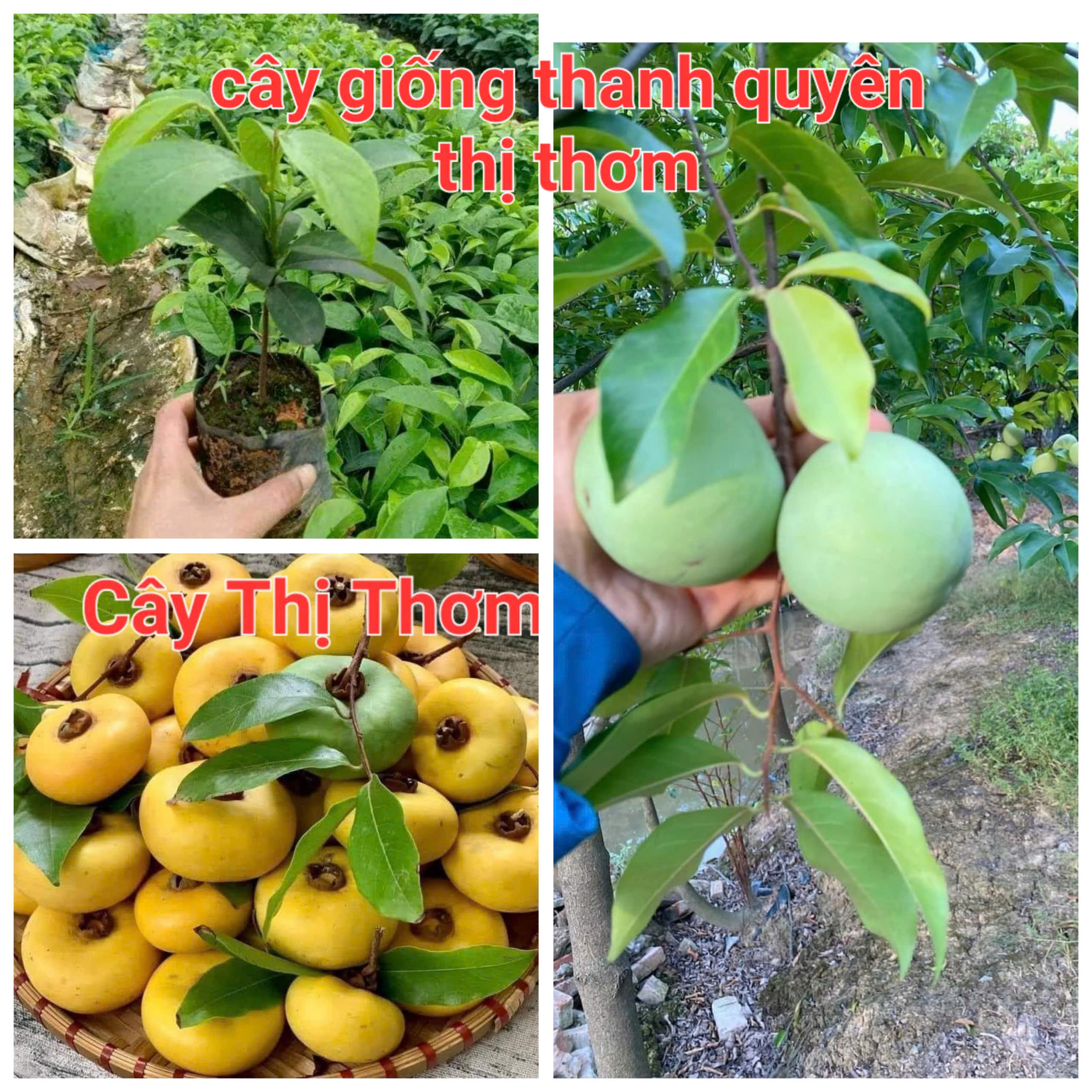 CÂY GIỐNG THỊ THƠM