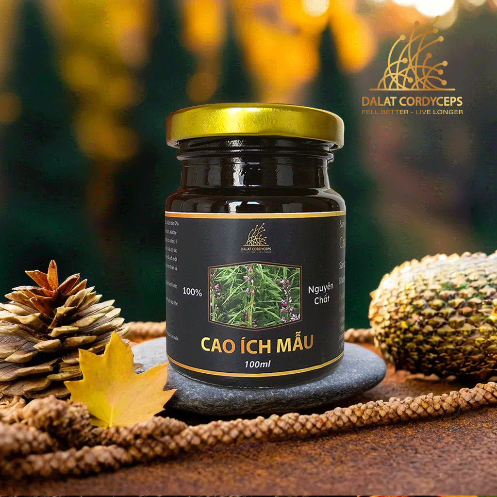 Cao ích mẫu - Dalat Cordyceps