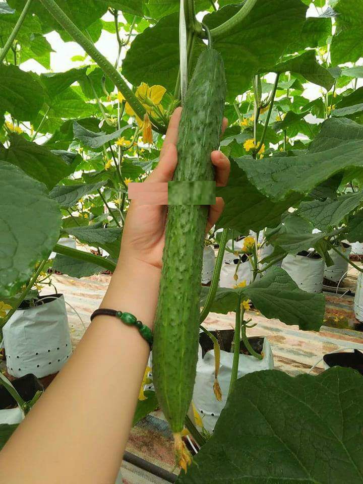Hạt giống dưa chuột kiếm dài Nhật - ( 1 gói 10 hạt )