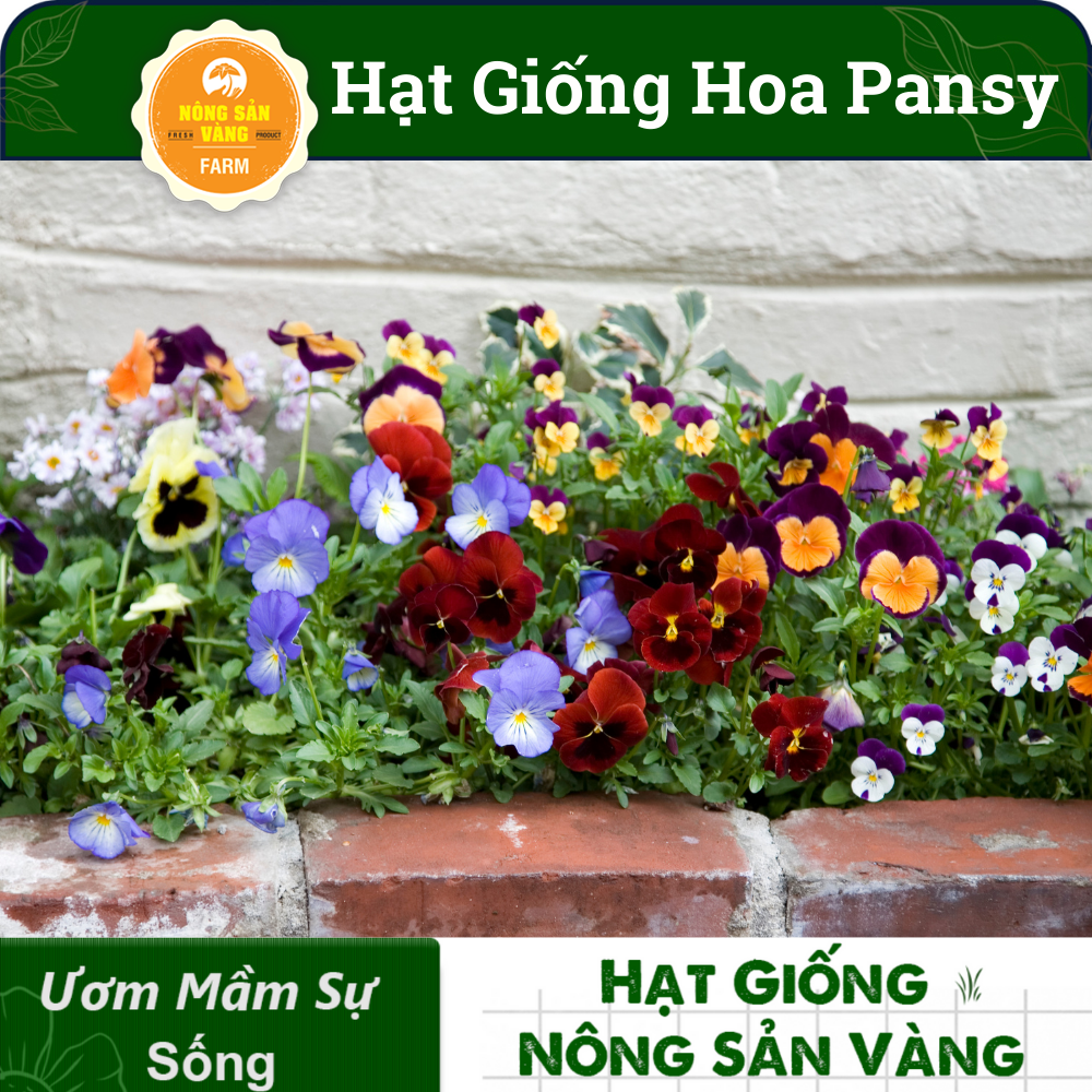 Pansy flower seeds multi-colored (pack 15 seeds) mix