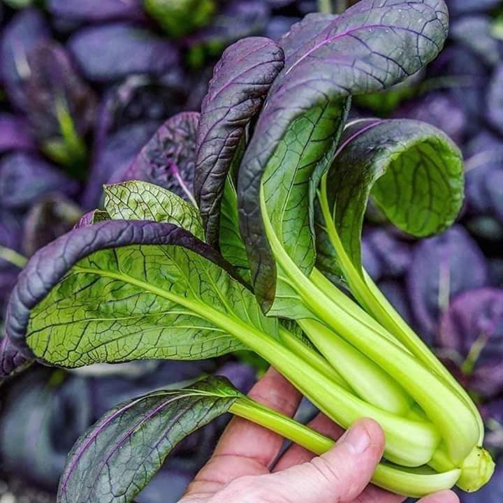 Hạt Giống Cải Thìa Đỏ