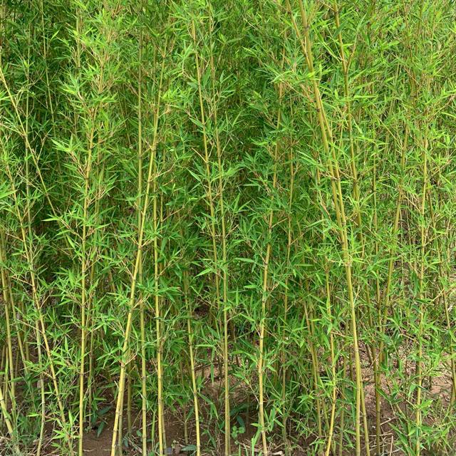 cây Trúc Quân tử CÂY CAO 1M TRỞ LÊN