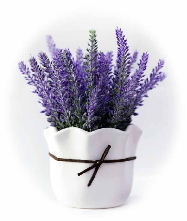 Hạt giống hoa oải hương ( hoa lavender ) - 100 hạt/gói