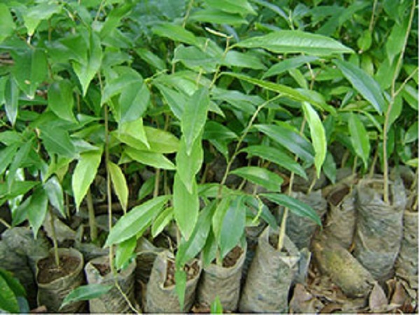 Combo 10 Cây giống trầm hương