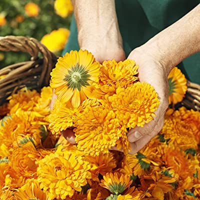 [ Bill Đức ] Kem chống hăm Weleda - hàng nội địa Đức
