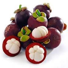 Cây giống măng cụt Thái chuẩn