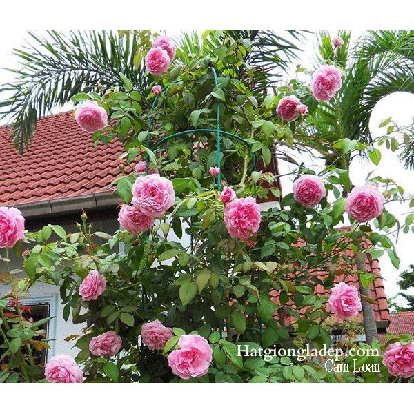 8A Hạt Giống Hoa Hồng Leo Pháp