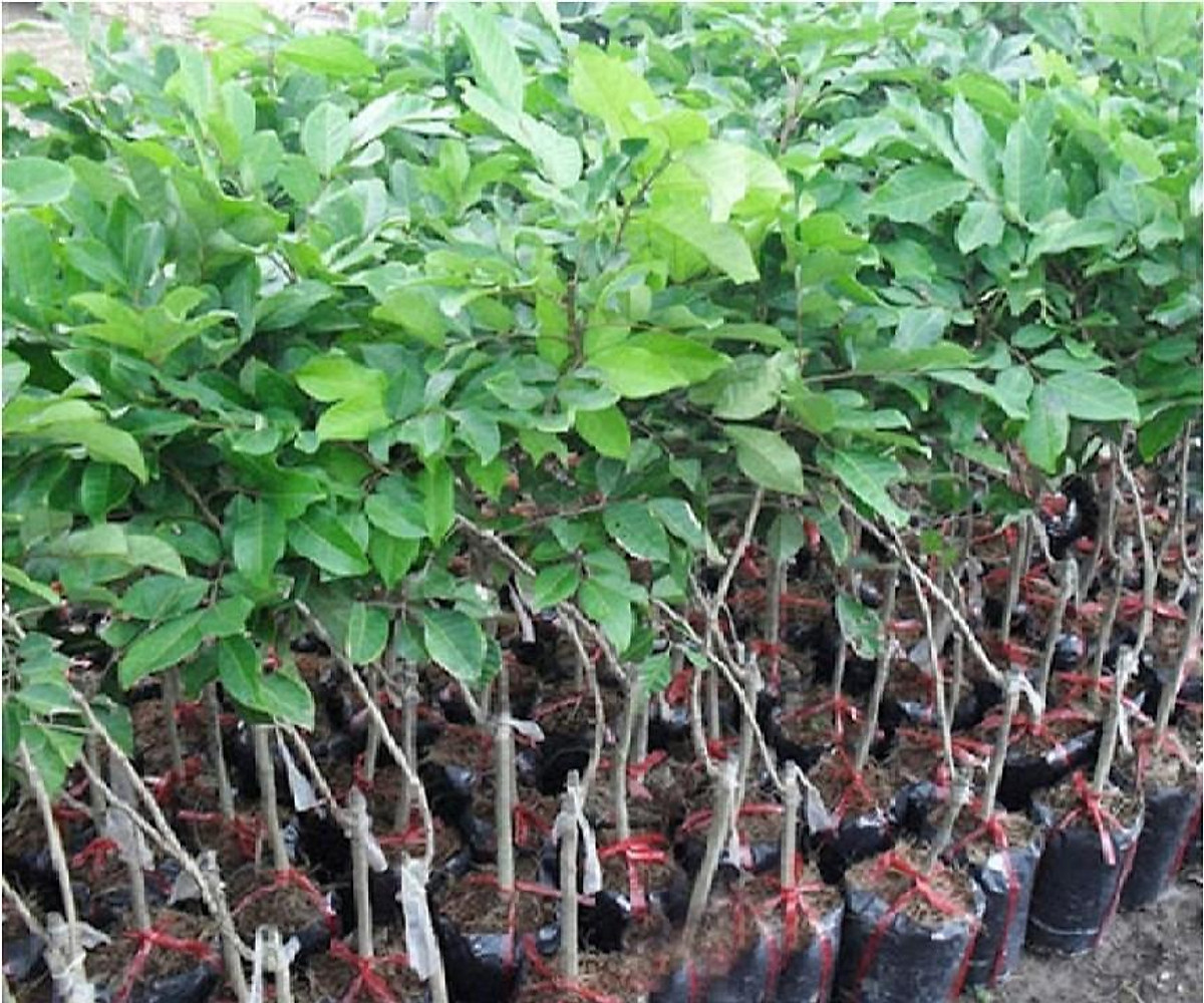 Cây giống chôm chôm nhãn siêu quả