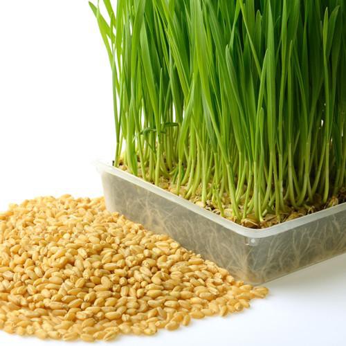 MA400 GÓI 100 Hạt Giống Cỏ Lúa Mì Đỏ Wheatgrass Cỏ Mèo