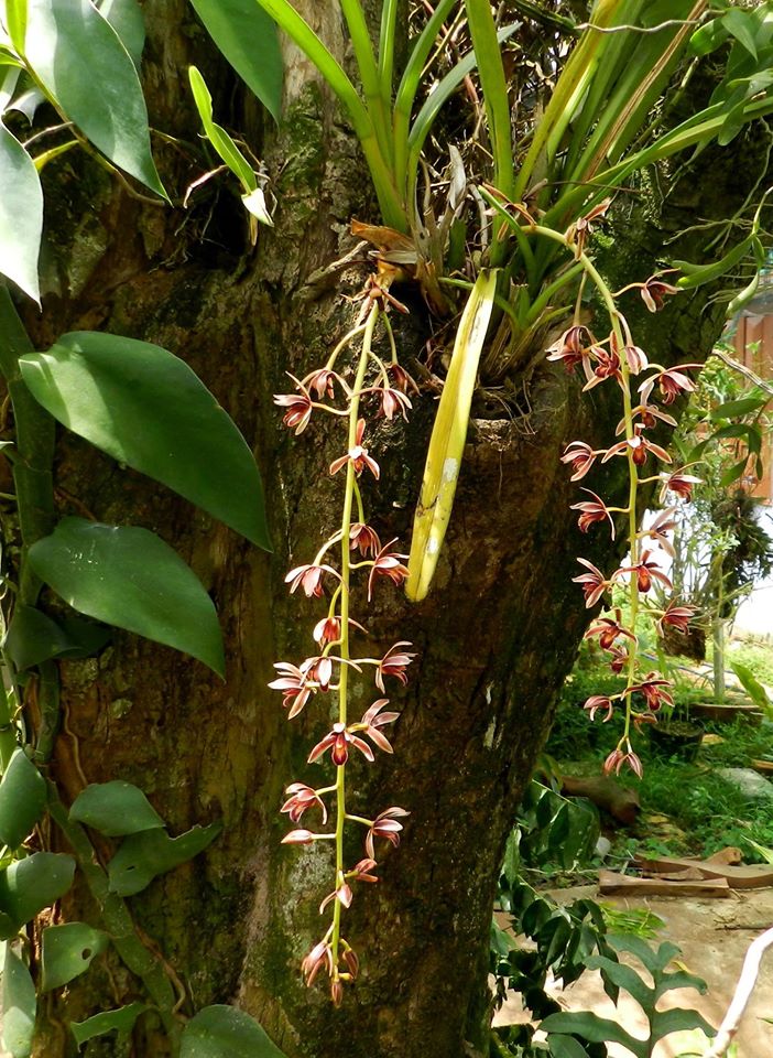 Lan kiếm lô hội, thân lan kiếm lô hội lá ngắn