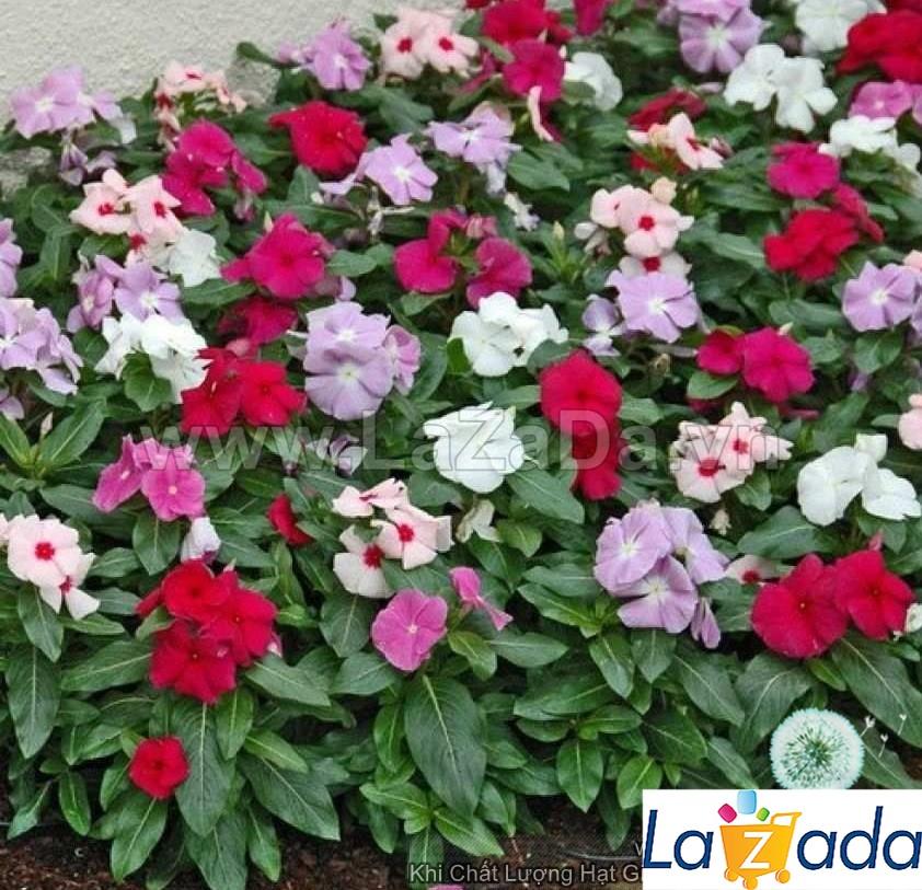 50h Hạt Giống Hoa Dừa Cạn Lùn Mix Màu (C2.302| -KD: B6*V24*M225)