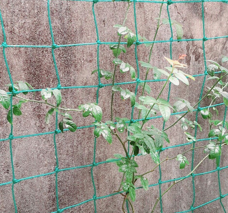 LƯỚI THÁI LÀM GIÀN CÂY LEO (kích thước 1m x 2m)