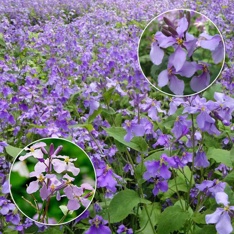 Hạt giống hoa Violet Nhật (hoa cải tím) gói 100 hạt