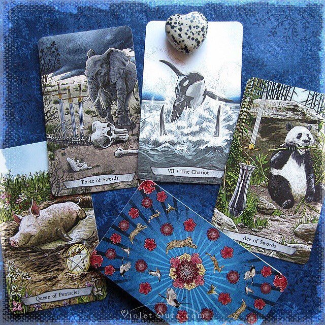 Bài Animal Totem Tarot