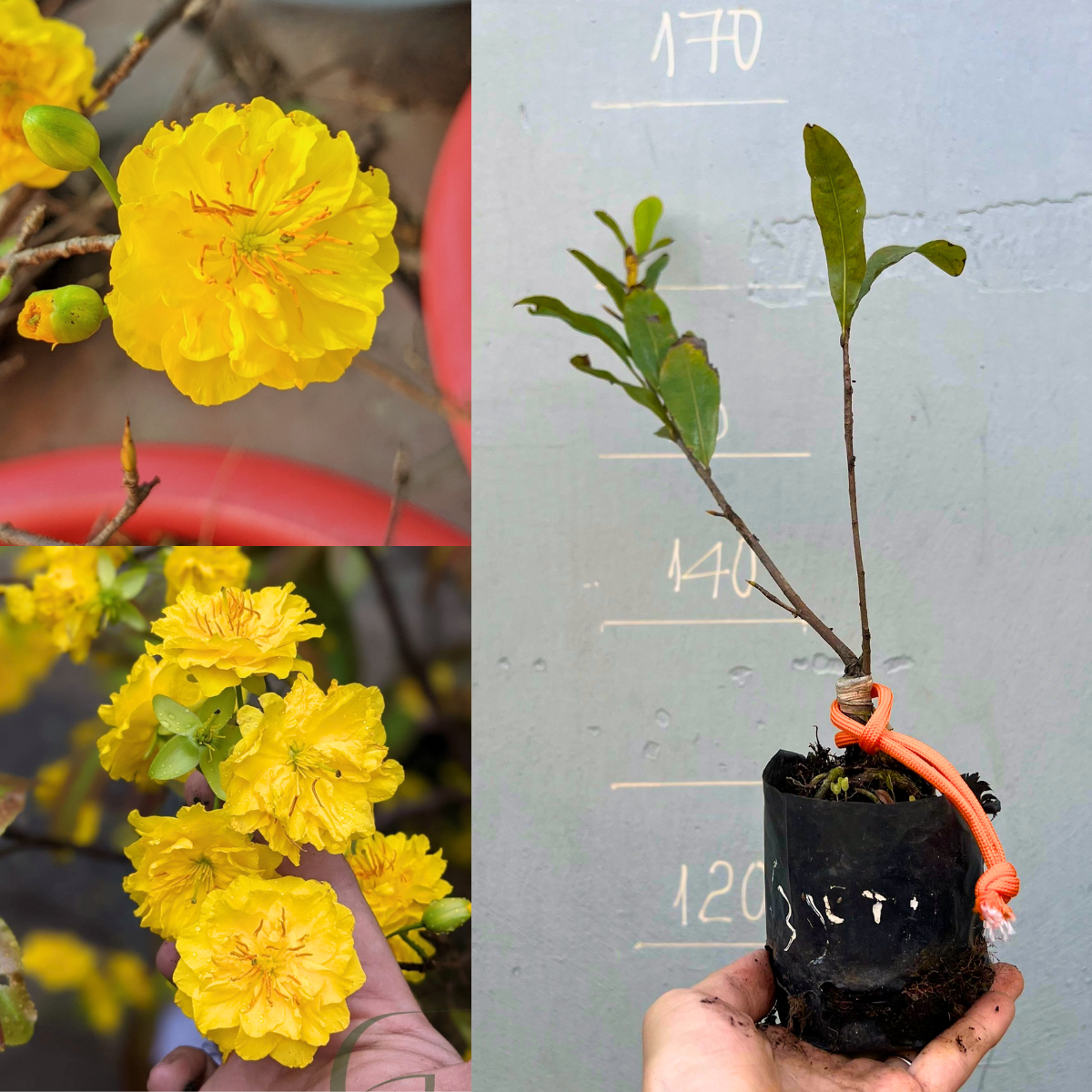 Cây Mai Cúc Thọ Hương chuẩn giống, gốc khoẻ. Có bảo hành giống.