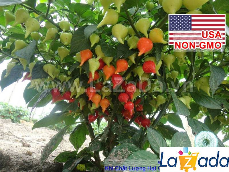 1Gr 170 Hạt Hạt Giống Ớt Kiểng Lùn Biquinho Đỏ (| C2)