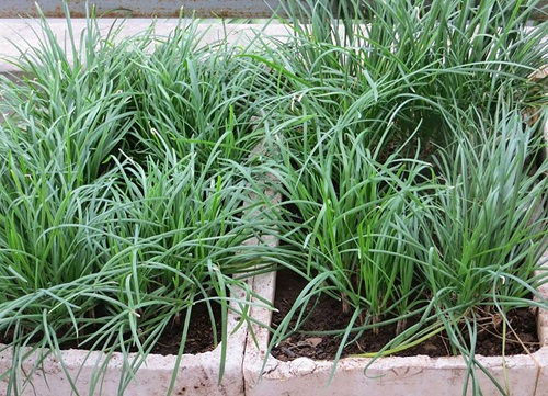 [HCM]1g Hạt Giống Hẹ Ăn Bông Dễ trồng