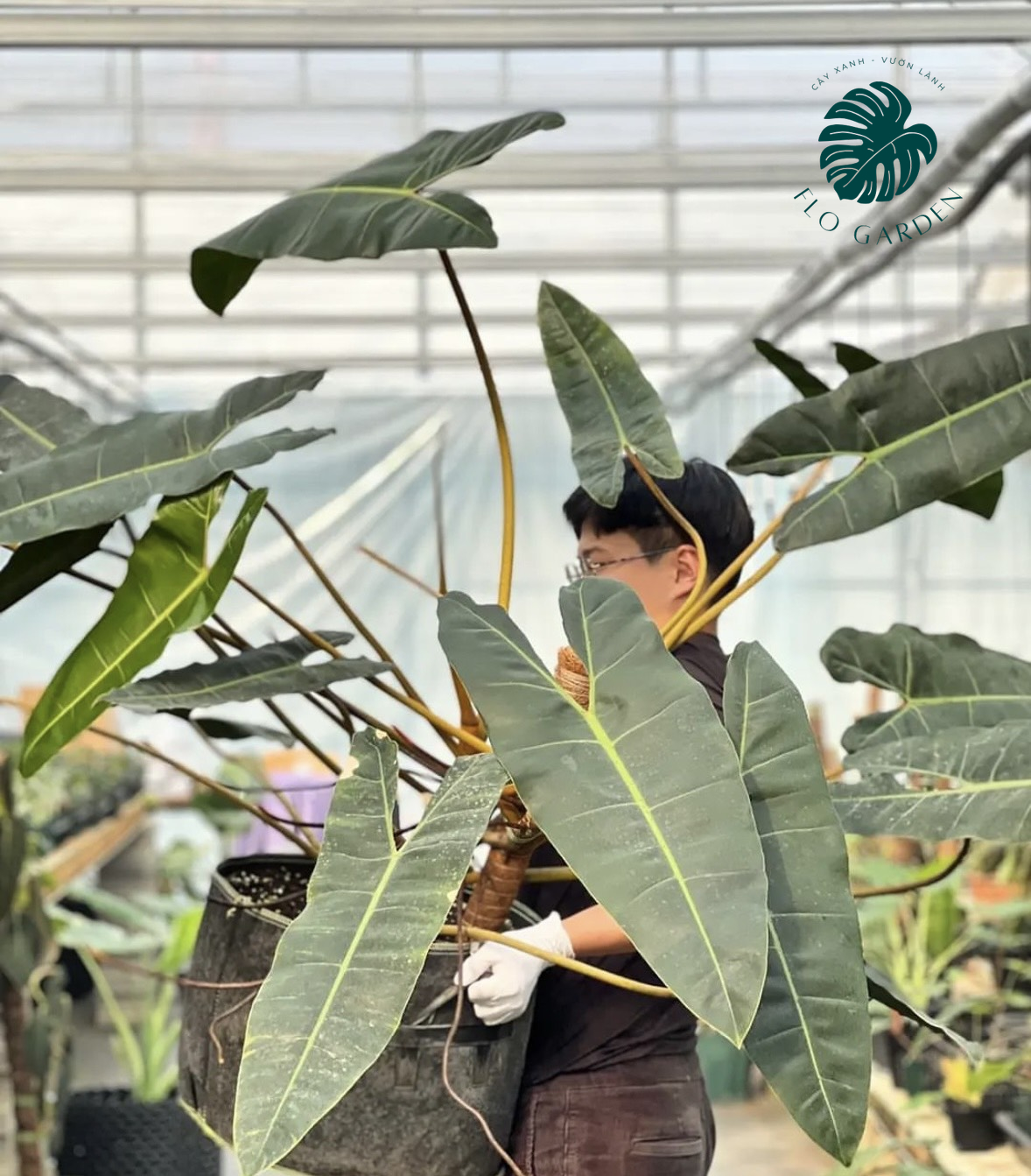 Philodendron Billietiae - Cây Trầu Bà Hạc Cam