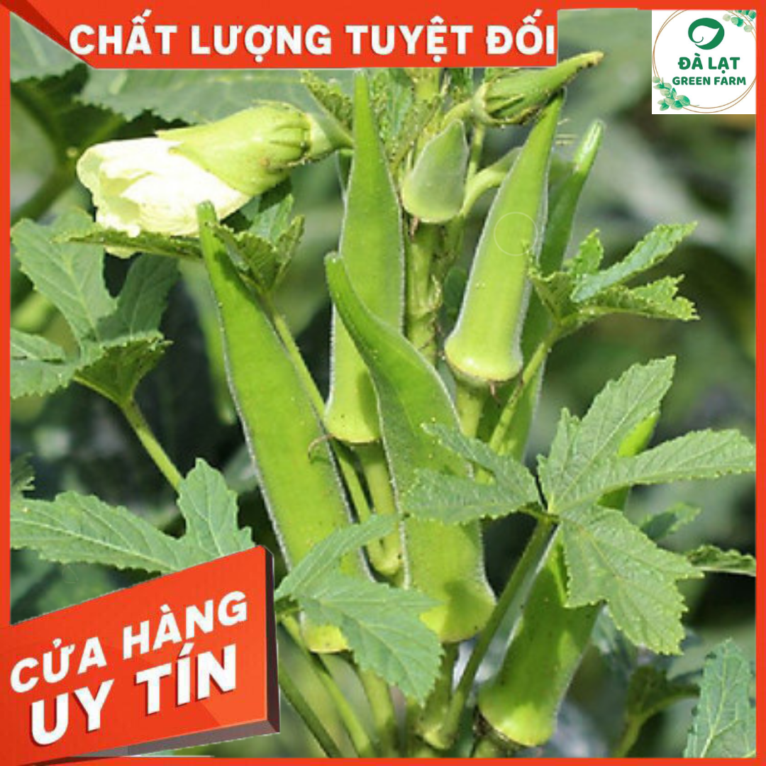 20GR_HẠT GIỐNG ĐẬU BẮP XANH (NẢY MẦM CỰC CHUẨN)