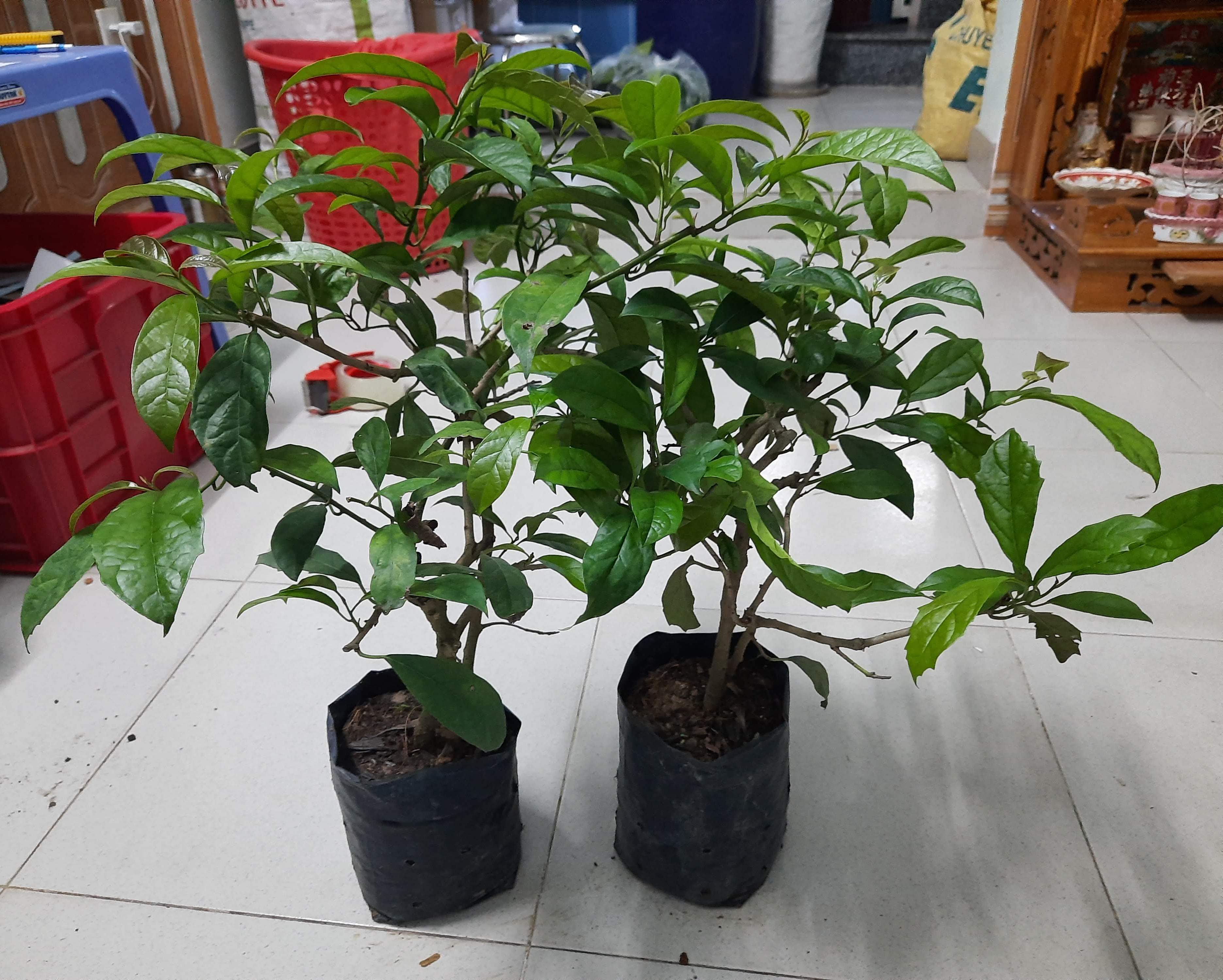 cây xạ đen - cao khoảng 60cm