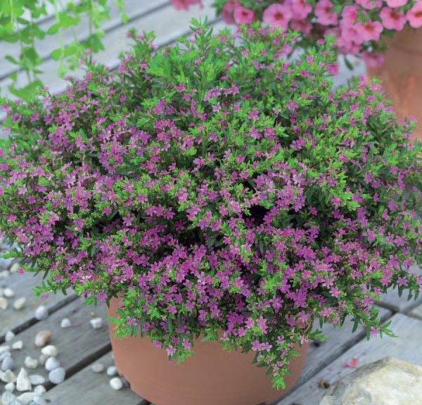 Cây Cẩm Tú Mai - Cây cảnh mini