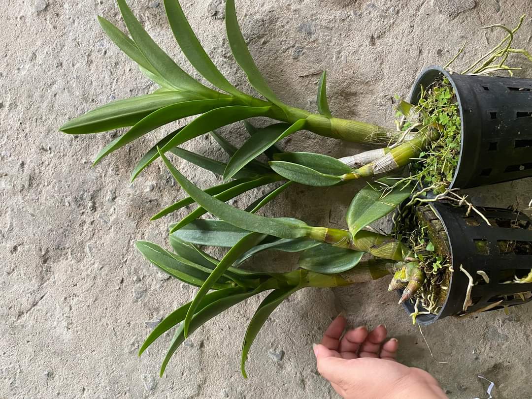 HOA LAN NẮNG THƠM BANANA