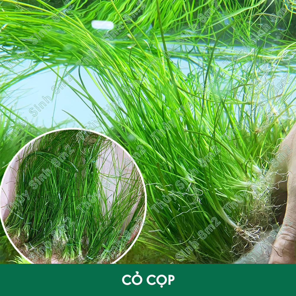 Cây cỏ cọp, cỏ narong | cây thủy sinh hậu cảnh, không co2 | 8m2