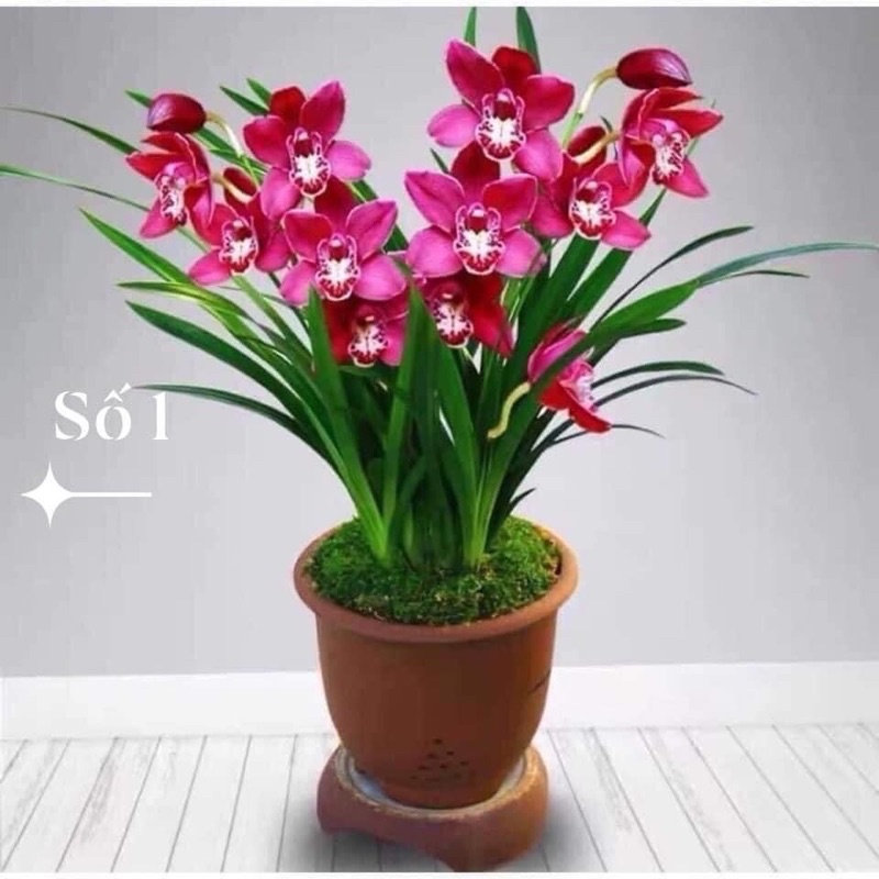 địa lan santo(1cây) hoa Tết