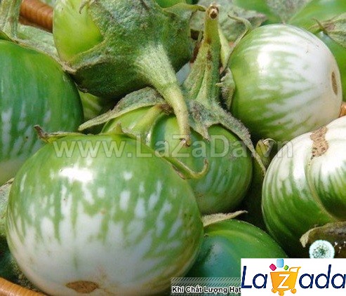 0.2Gr Hạt Giống Cà Dĩa Da Ếch (B1.101| C28)