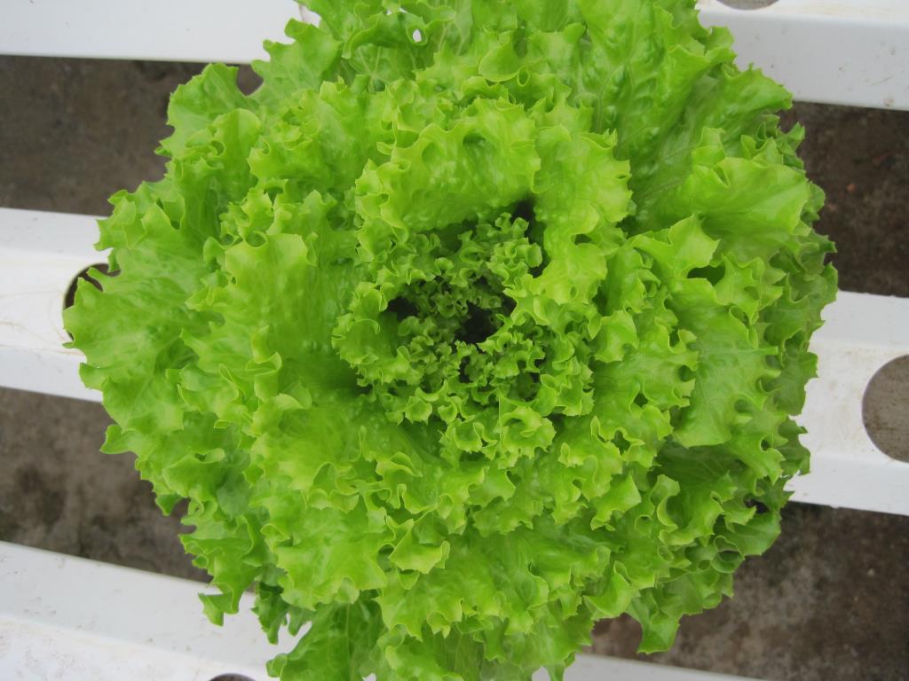 Hạt Giống Xà Lách Xoăn Xanh