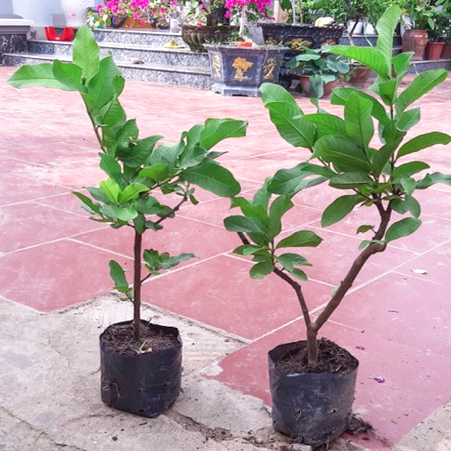CÂY GIỐNG ỔI LÙN KHÔNG HẠT