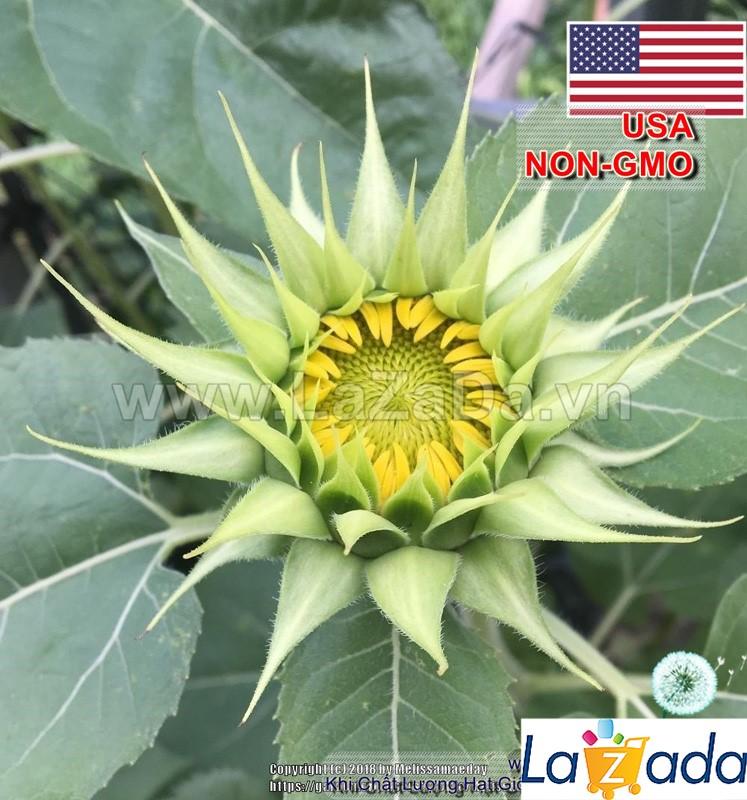 50h Hạt Giống Hoa Hướng Dương Xanh F1 Green (| -KD: B3*V35)