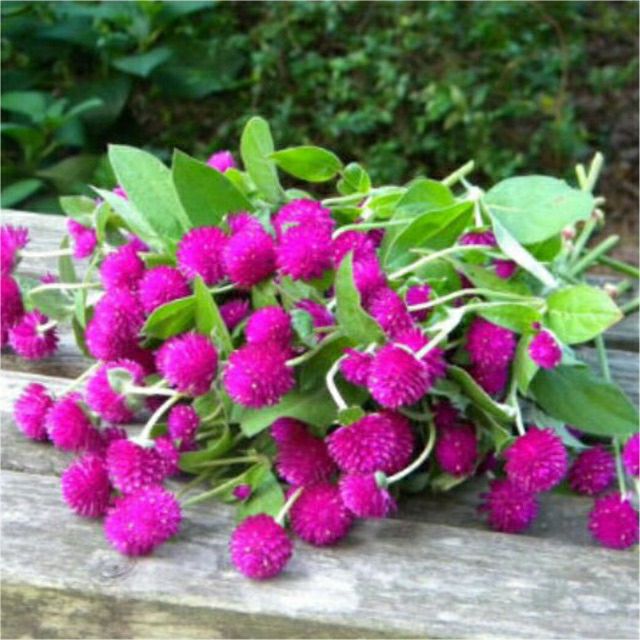 hạt giống hoa cúc bách nhật tím - gói 0,5gr