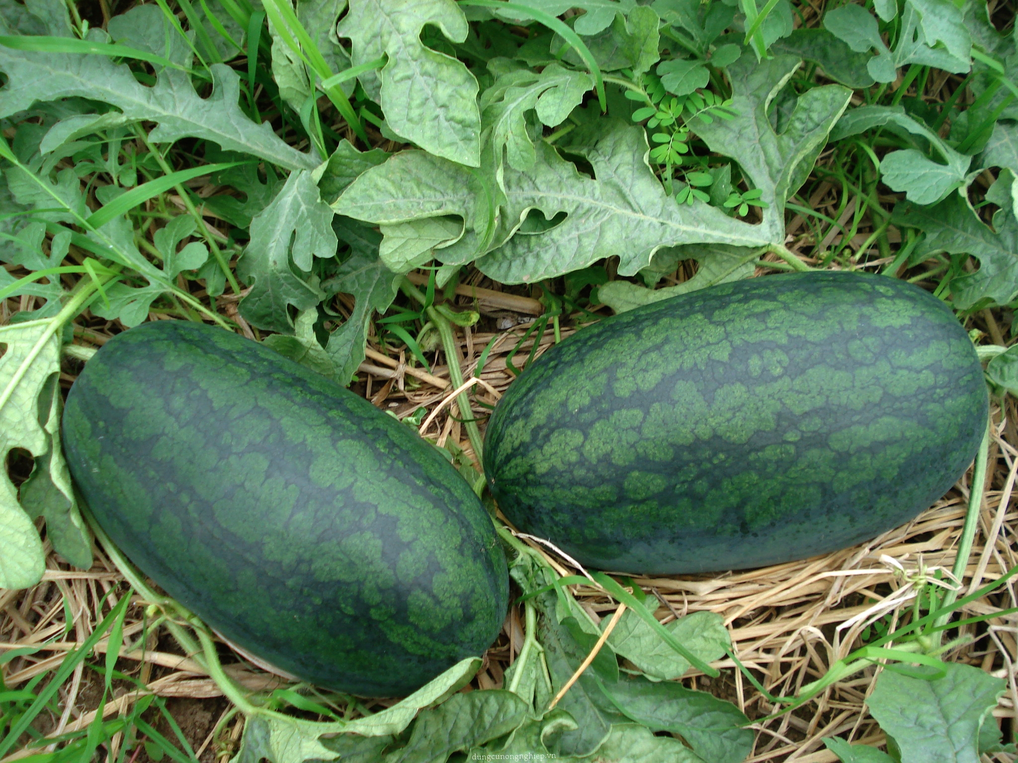 Hạt giống Dưa hâu trái dài hắc mỹ nhân lai gói 1g