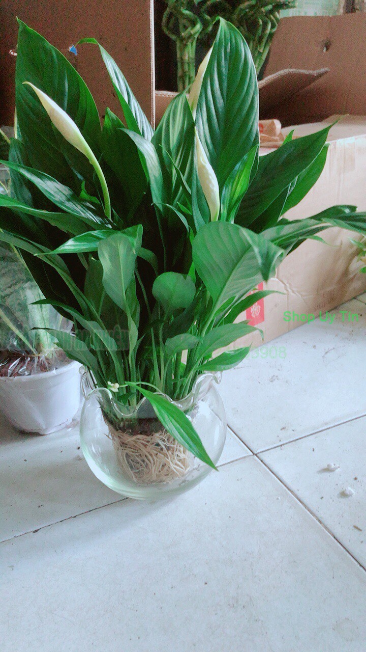 Chậu Cây Lan Ý Thủy Sinh