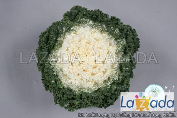 50h hạt giống cải xoăn kale trồng chậu tg143 white