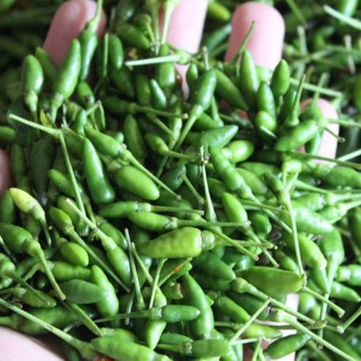 (0.2gr) Hạt Giống Ớt Xiêm Rừng Siêu Trái