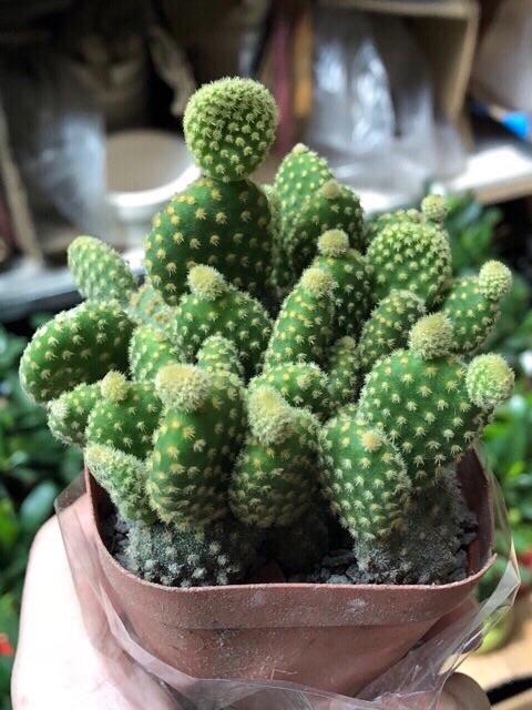 Xương rồng Tai Thỏ chùm