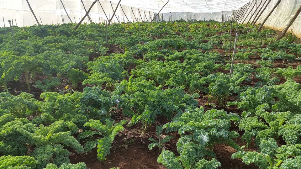 [Lấy mã giảm thêm 30%] Gói Hạt Giống Cải Kale