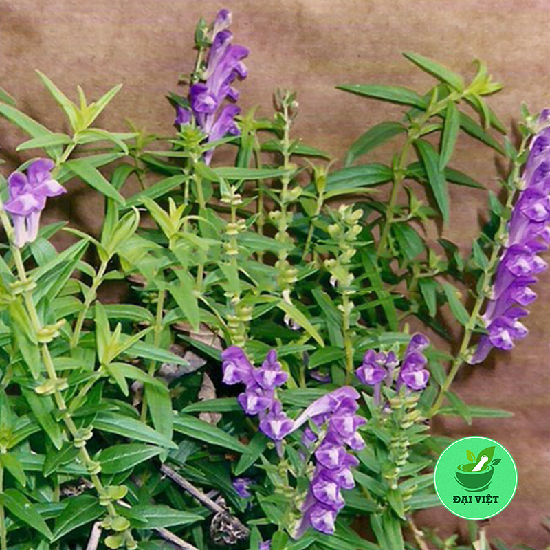 Cây bán chi liên (gói 1kg khô) - DV077