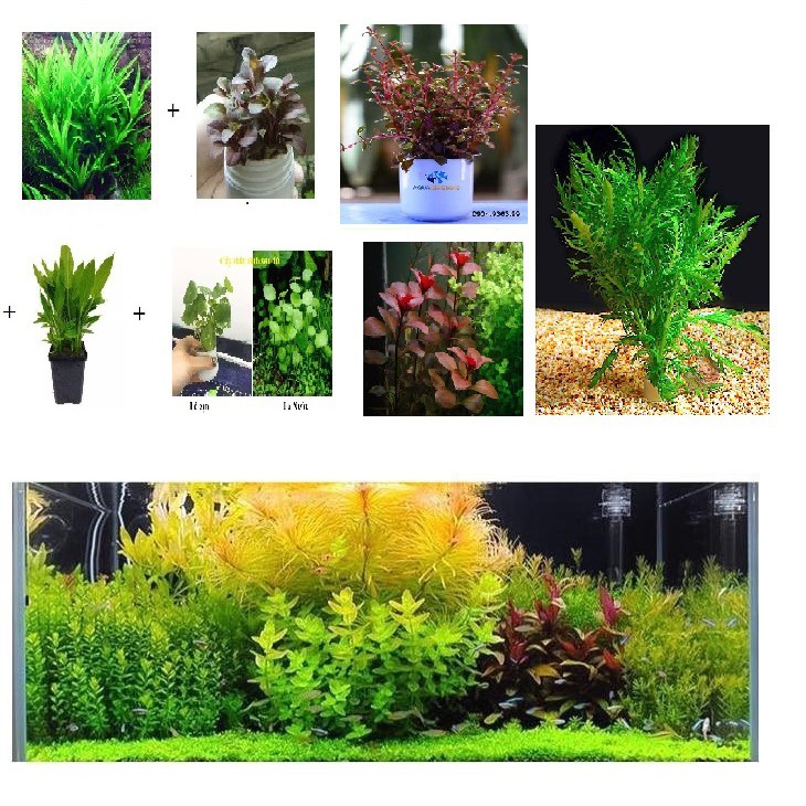 Combo 7 loại cây Thủy Sinh ĐẸP cho bể cá