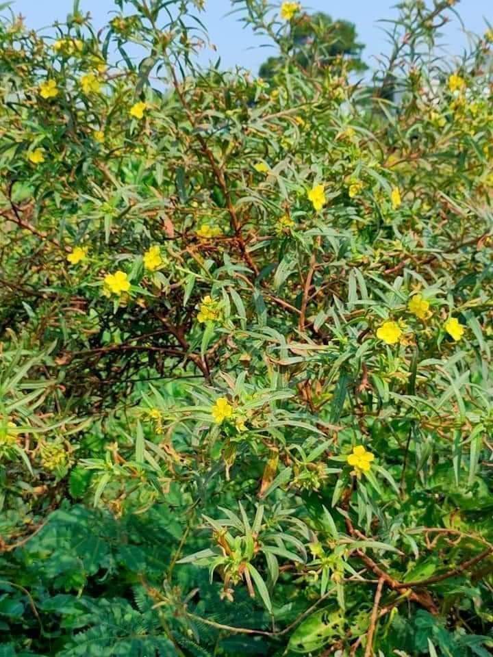 (Dược liệu khô) Cây Rau Mương phơi khô 500g