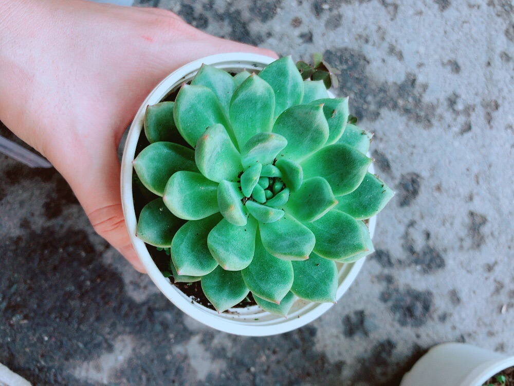 Chậu Sen Đá Bánh Bao Xanh
