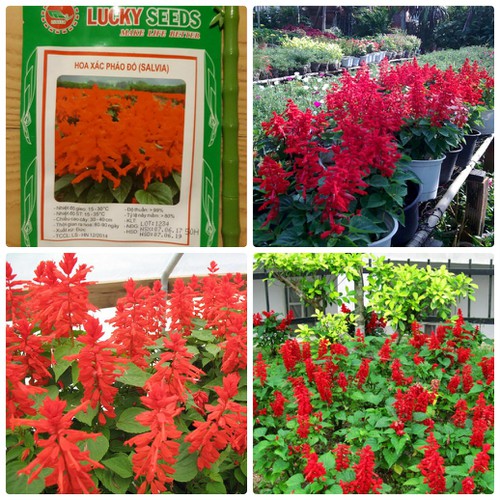 Hạt giống hoa Xác Pháo Đỏ