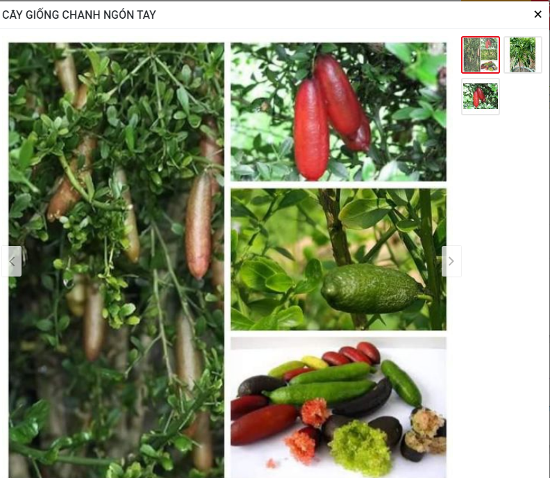 CÂY GIỐNG CHANH NGÓN TAY