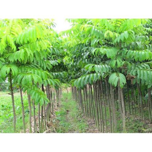 Cây sấu choai chuẩn giống F1