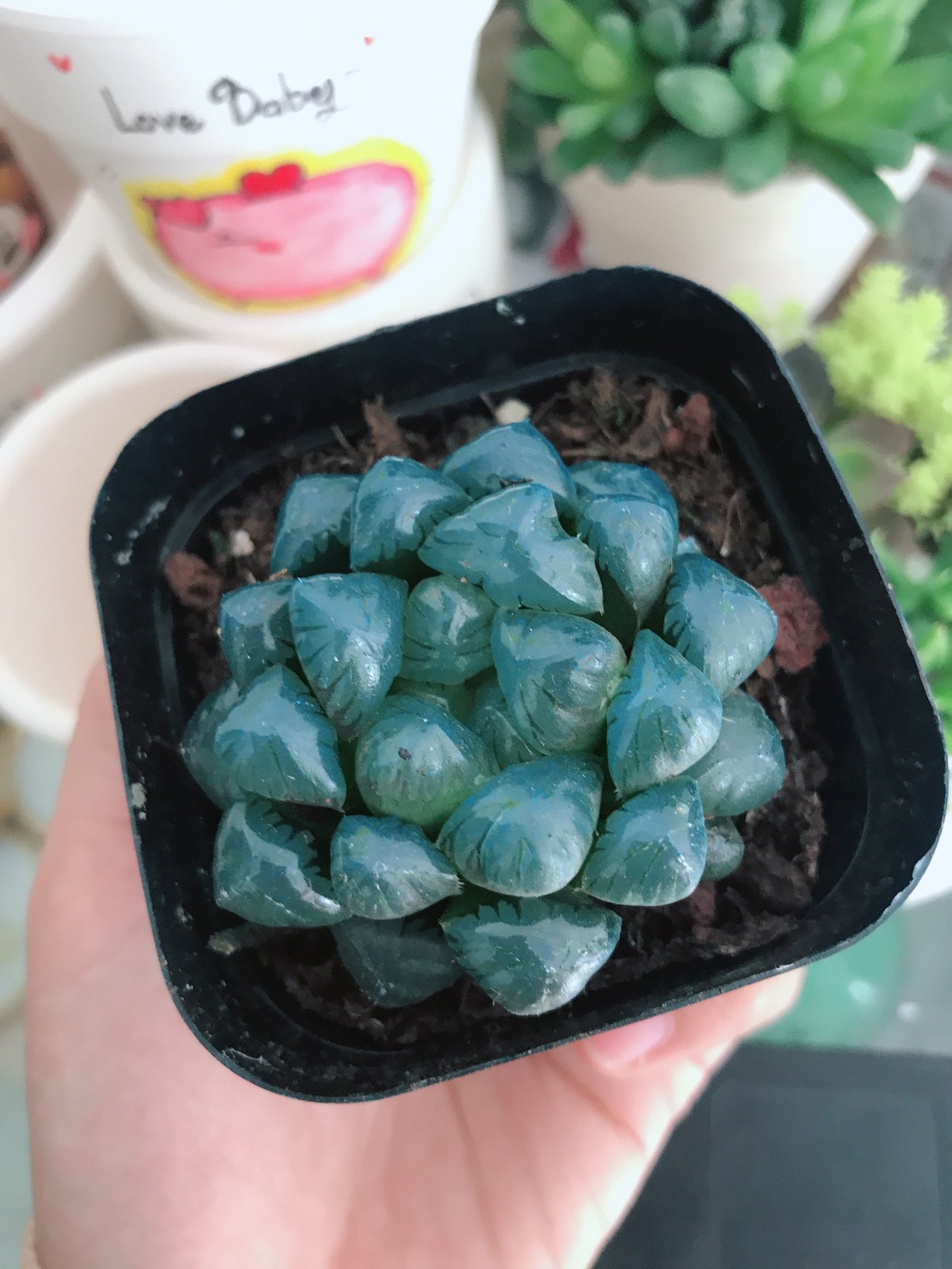 Sen Đá Kim Cương Cooperi Xanh