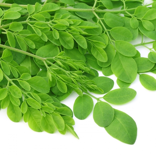 CÂY GIỐNG CHÙM NGÂY