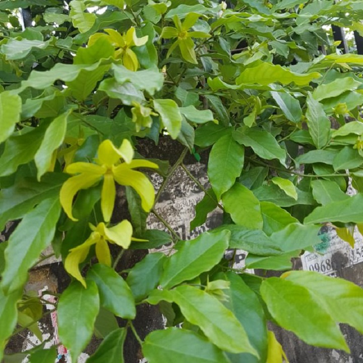 BẦU CÂY GIỐNG HOA DẺ THƠM